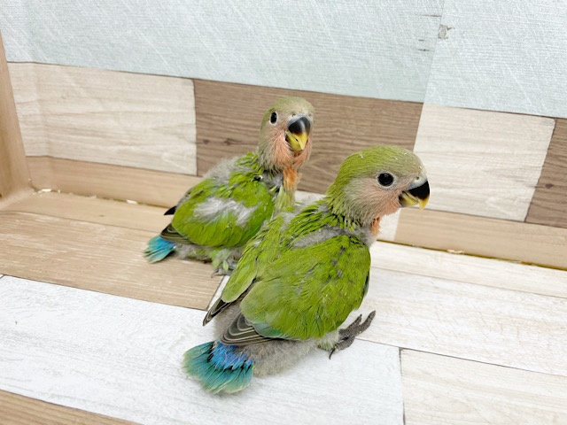 コザクラインコ（小桜インコ）