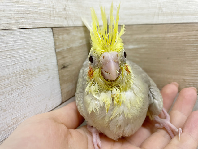オカメインコ