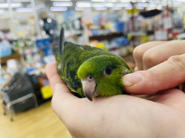 サザナミインコ