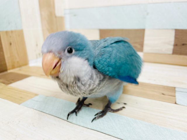 オキナインコ
