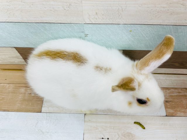 ネザーランドドワーフ