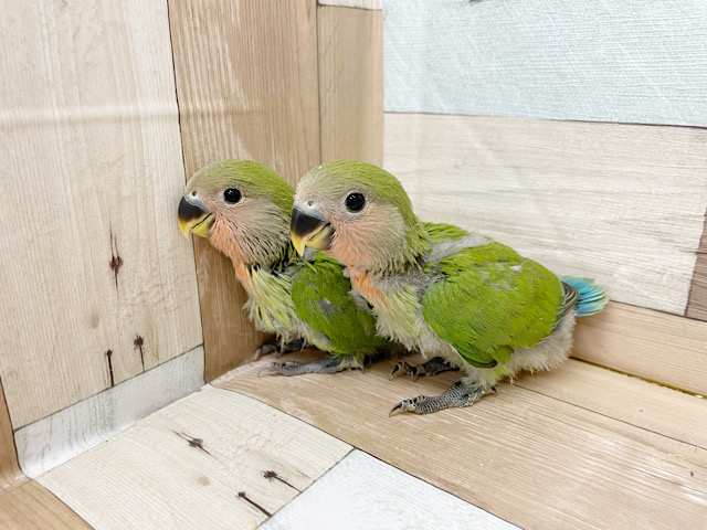 この可愛い後ろ姿は!?コザクラインコヒナ(ノーマル) コザクラインコ(小桜インコ)