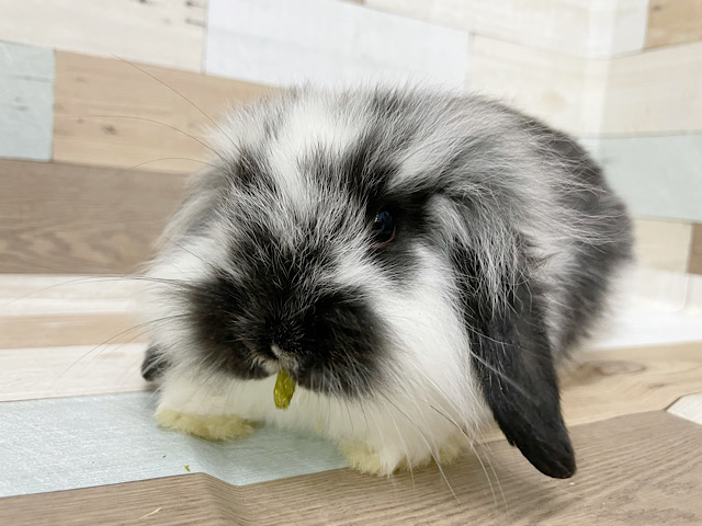 ロップイヤーラビット