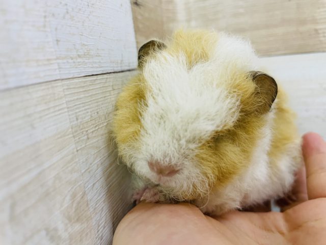 テッセルモルモット