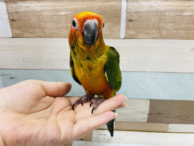 コガネメキシコインコ