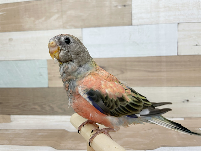 アキクサインコ（秋草インコ）