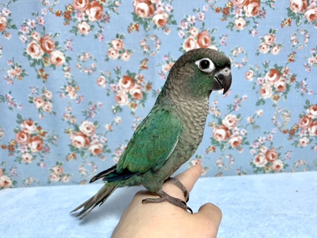 ホオミドリウロコインコ