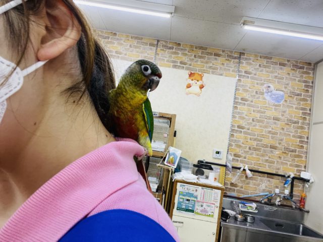 ワキコガネウロコインコ