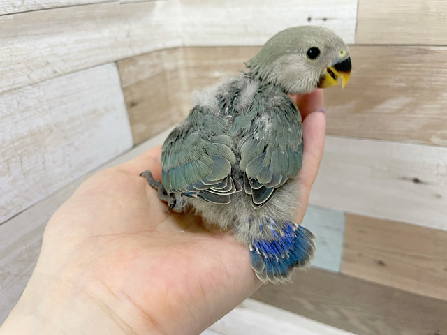 コザクラインコ（小桜インコ）