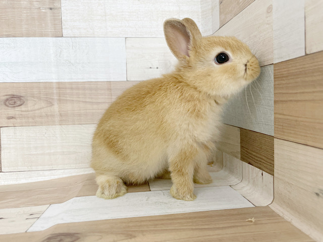 ネザーランドドワーフ