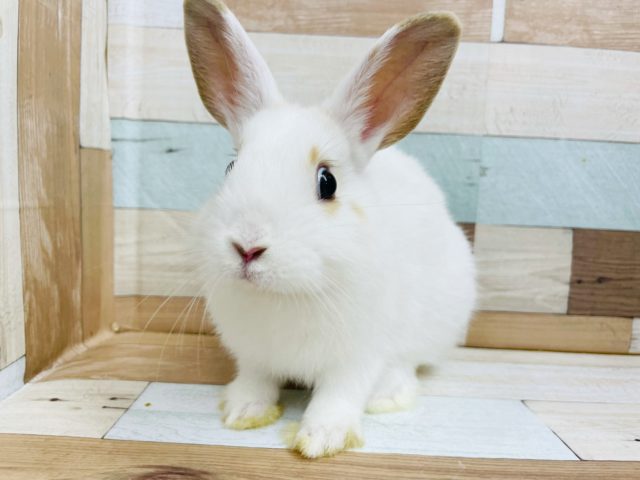 ネザーランドドワーフ