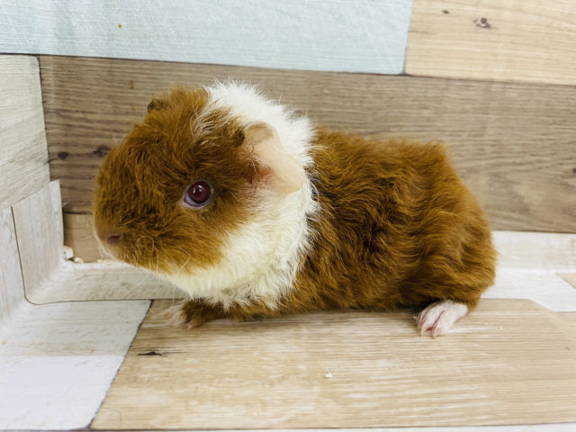 テッセルモルモット