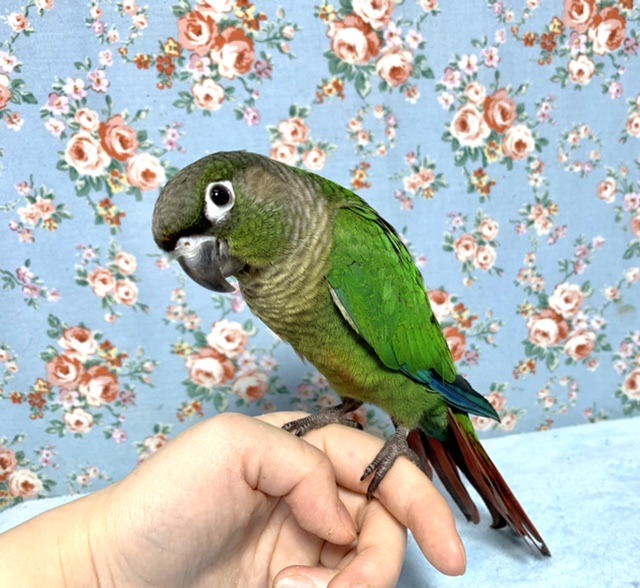 アカオウロコインコ