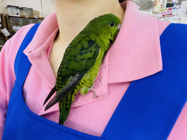 サザナミインコ