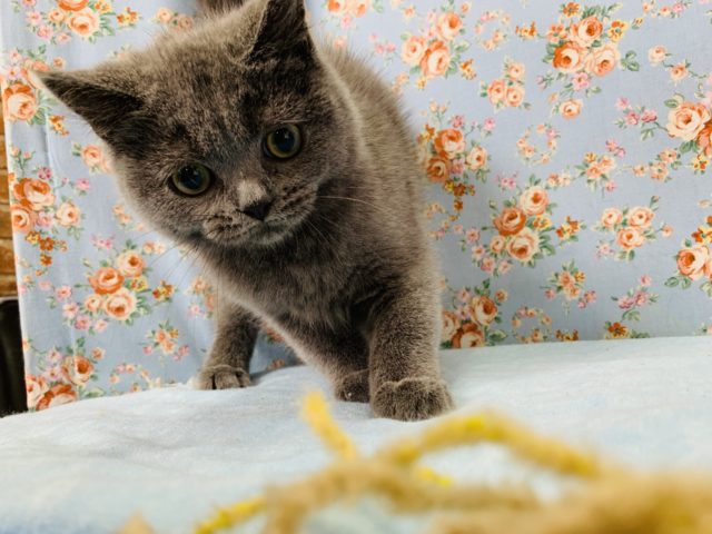 ブリティッシュショートヘア