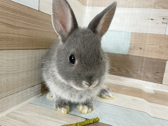 ネザーランドドワーフ