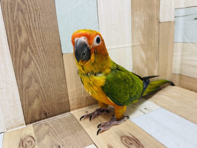 コガネメキシコインコ