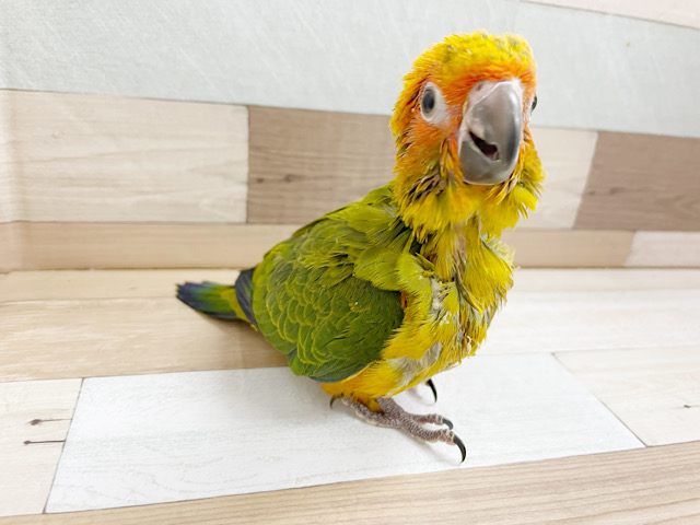 コガネメキシコインコ