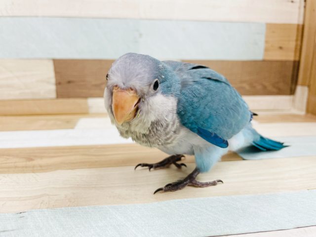 オキナインコ