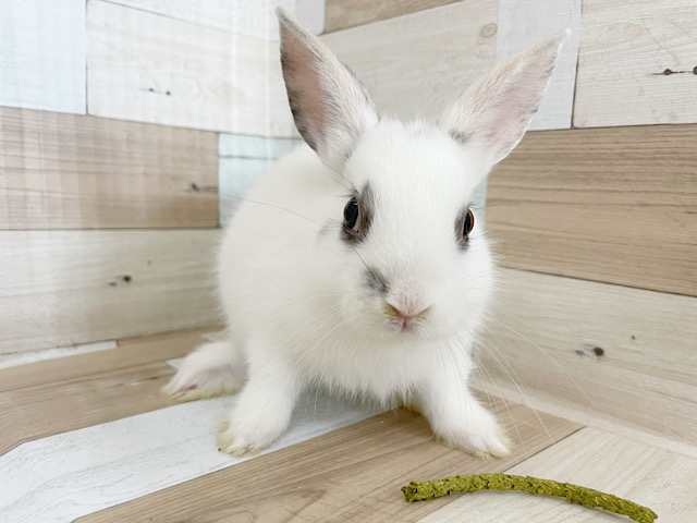 ネザーランドドワーフ