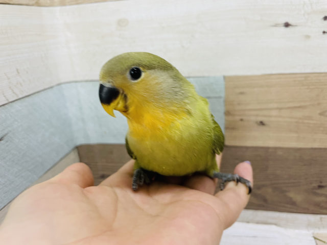 コザクラインコ（小桜インコ）