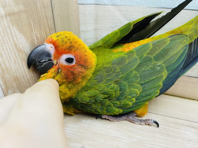 コガネメキシコインコ