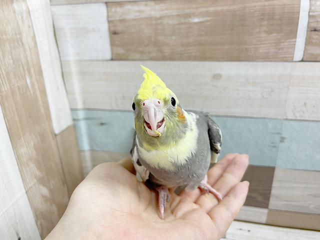 オカメインコ