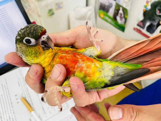 ワキコガネウロコインコ