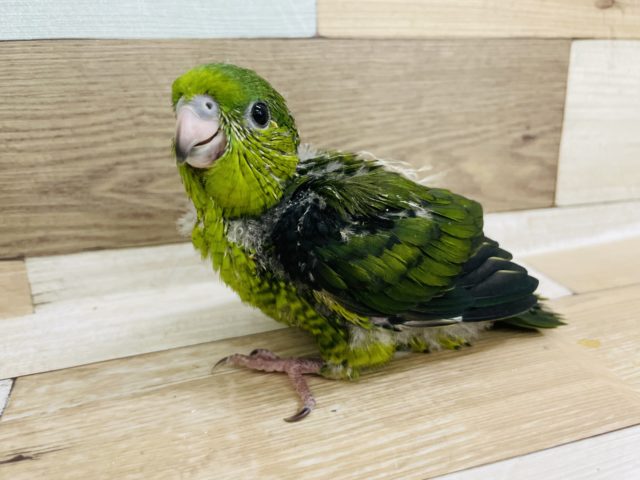 サザナミインコ