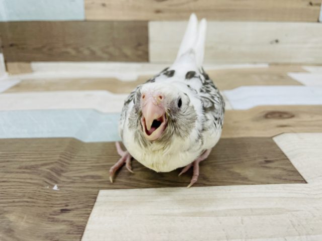 オカメインコ