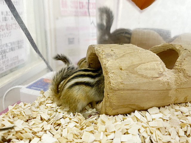 シマリス（ノーマル）