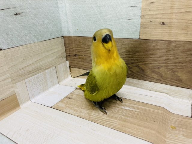 コザクラインコ（小桜インコ）