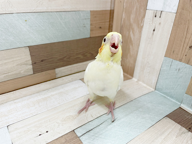 オカメインコ
