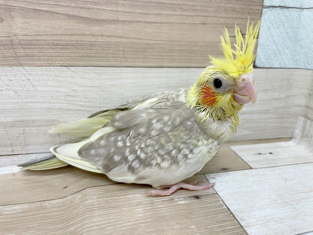 オカメインコ