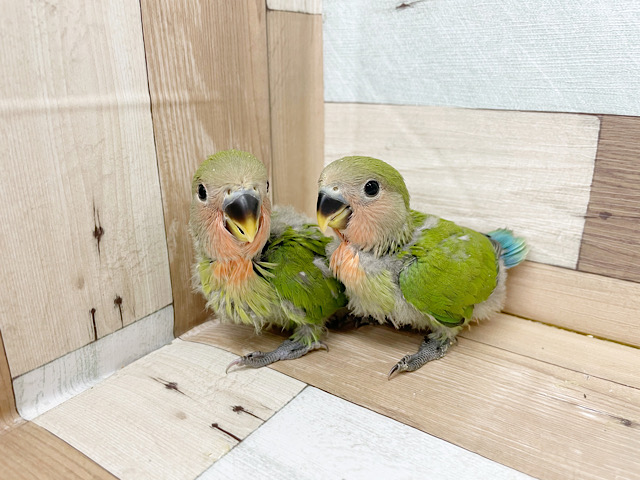 コザクラインコ（小桜インコ）