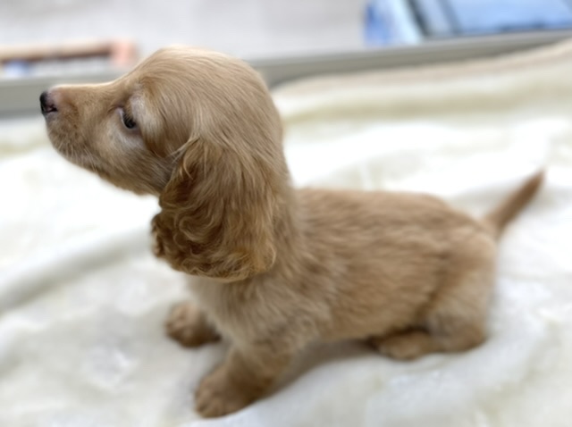 ミニチュアダックス