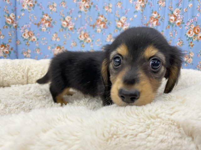 ミニチュアダックス