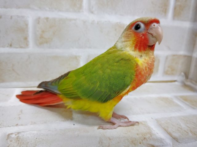 ホオミドリウロコインコ