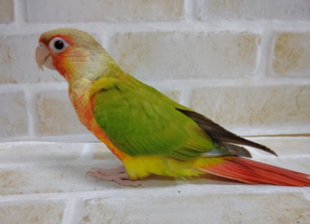 ホオミドリウロコインコ