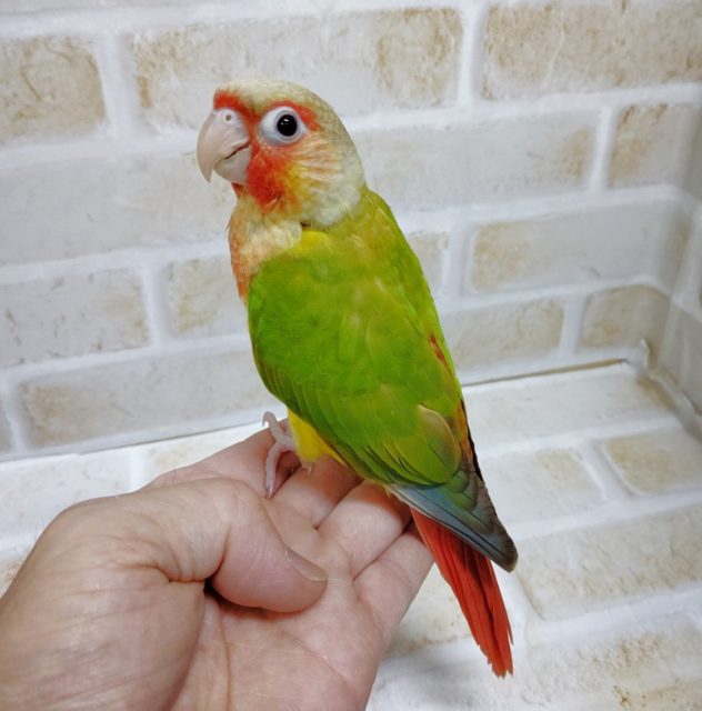 ホオミドリウロコインコ