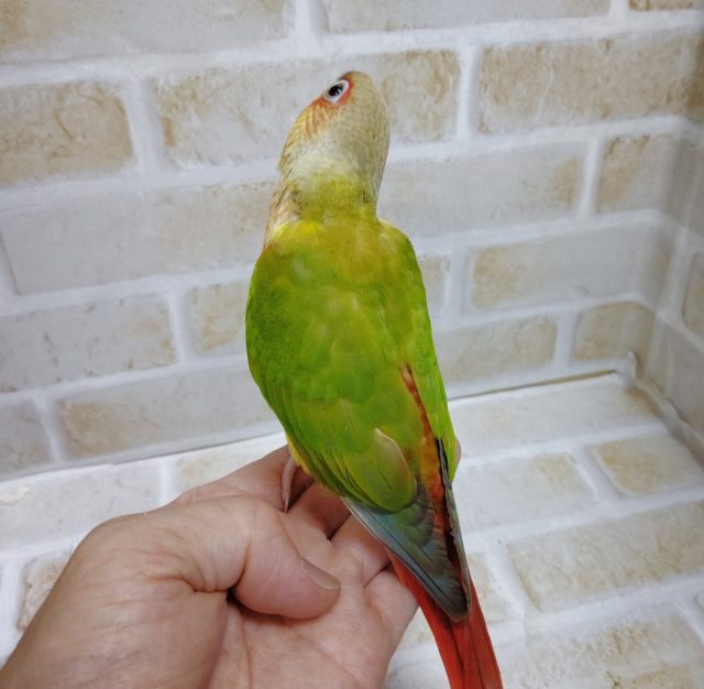 ホオミドリウロコインコ