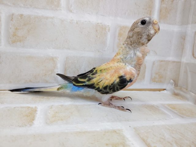 アキクサインコ（秋草インコ）