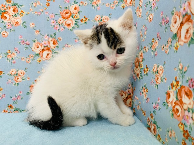 スコティッシュフォールド