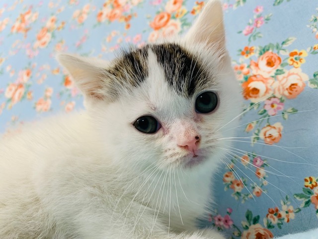 スコティッシュフォールド