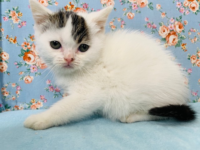 スコティッシュフォールド