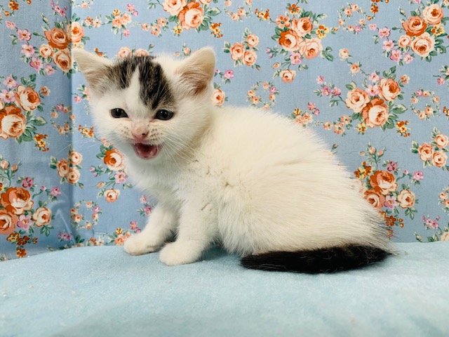 スコティッシュフォールド