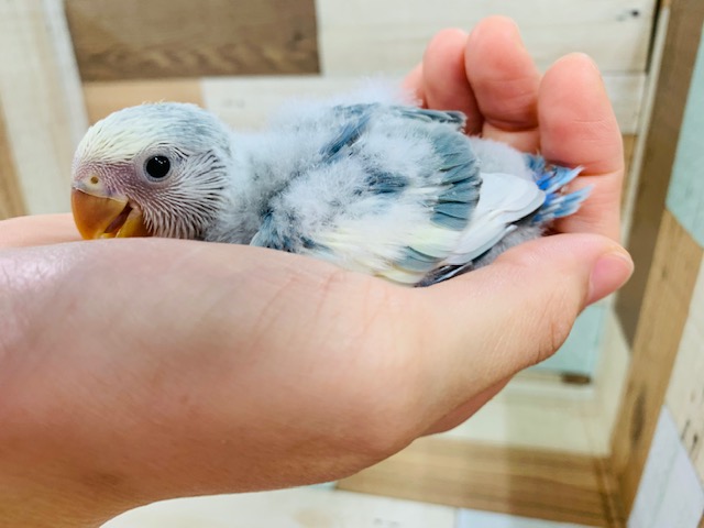 コザクラインコ（小桜インコ）