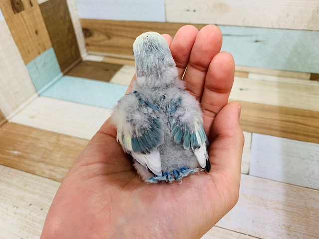 コザクラインコ（小桜インコ）