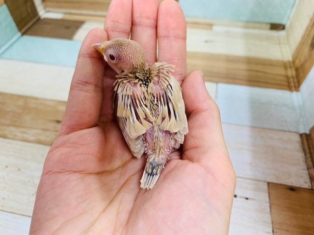 シナモン文鳥