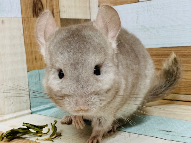 チンチラ